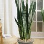 Sanseveria 'Black Coral'